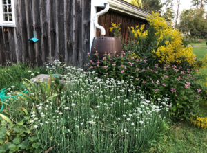 Wildflower habitat and landscaping surrounding a rain barrel