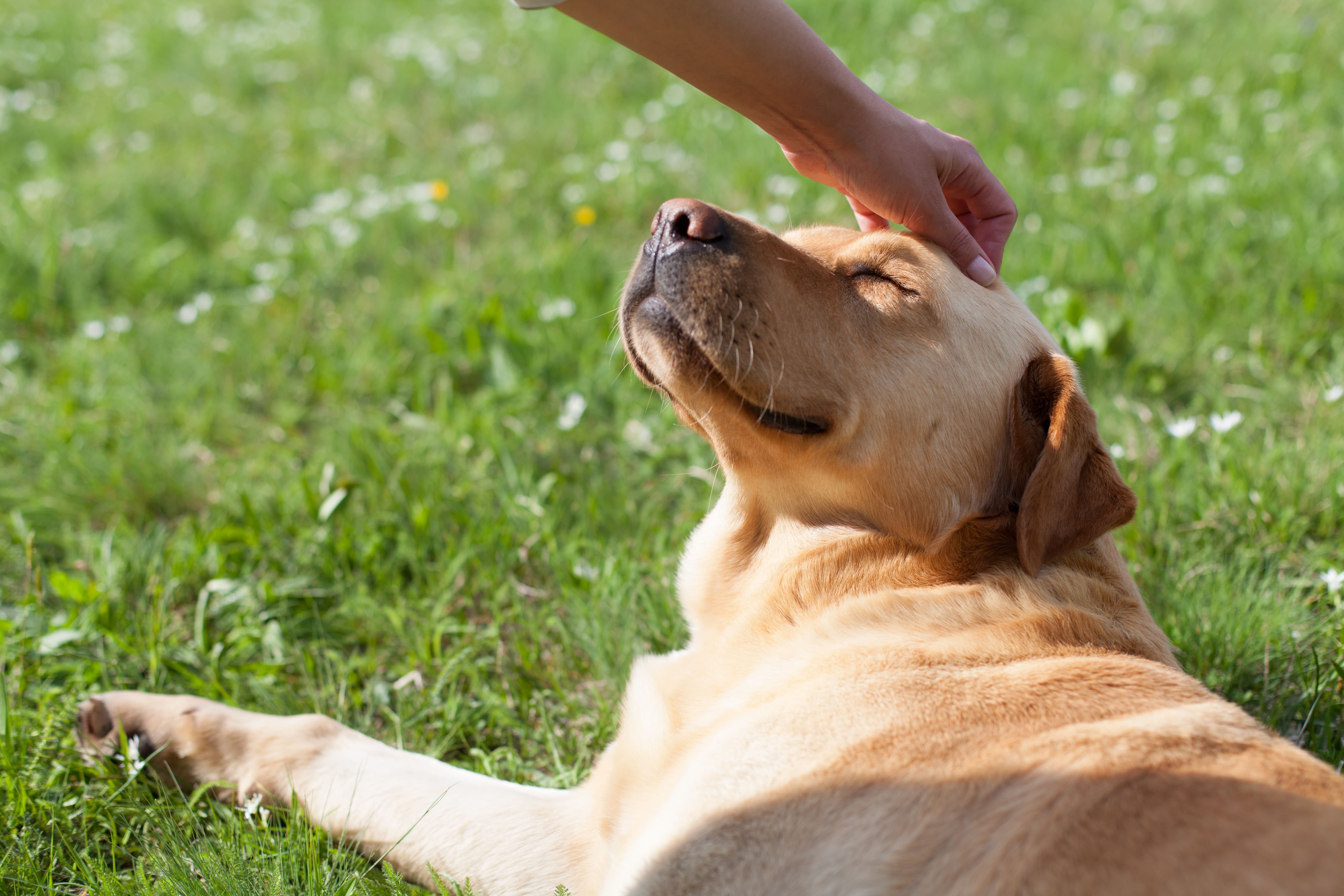 Person petting dog laying on lawn