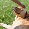 Person petting dog laying on lawn