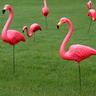 Pink flamingoes in the lawn