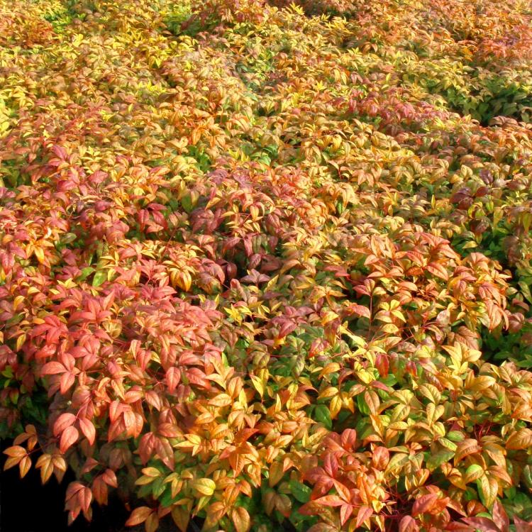 Fire Power Nandina Mature