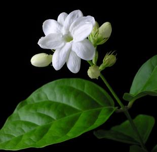 Arabian Jasmine Shrub Bloom