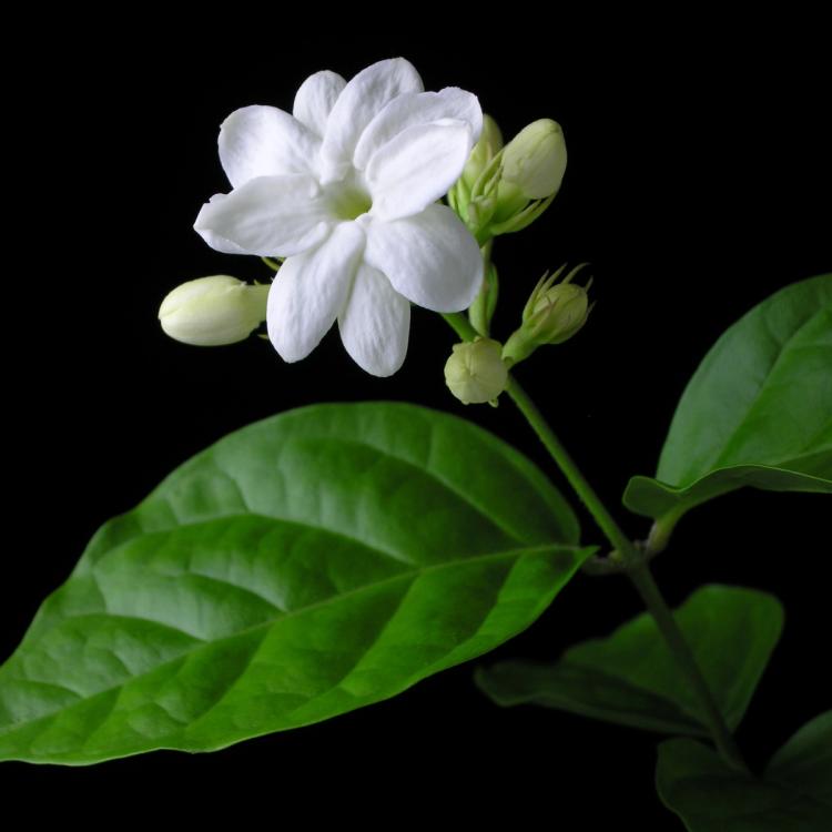 Arabian Jasmine Shrub Bloom