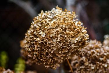 Dried Wintering Hydrangea