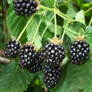 Freedom Blackberry Bush Closeup