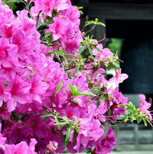 Karen Azalea Closeup