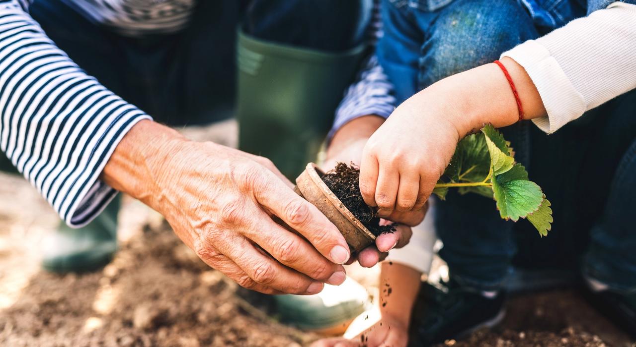 planting a perennial plant