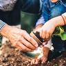 planting a perennial plant
