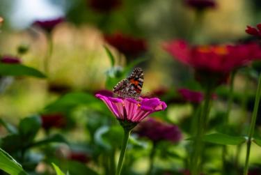 Butterfly foraging for nectar on cosmos in pollinator-friendly backyard garden