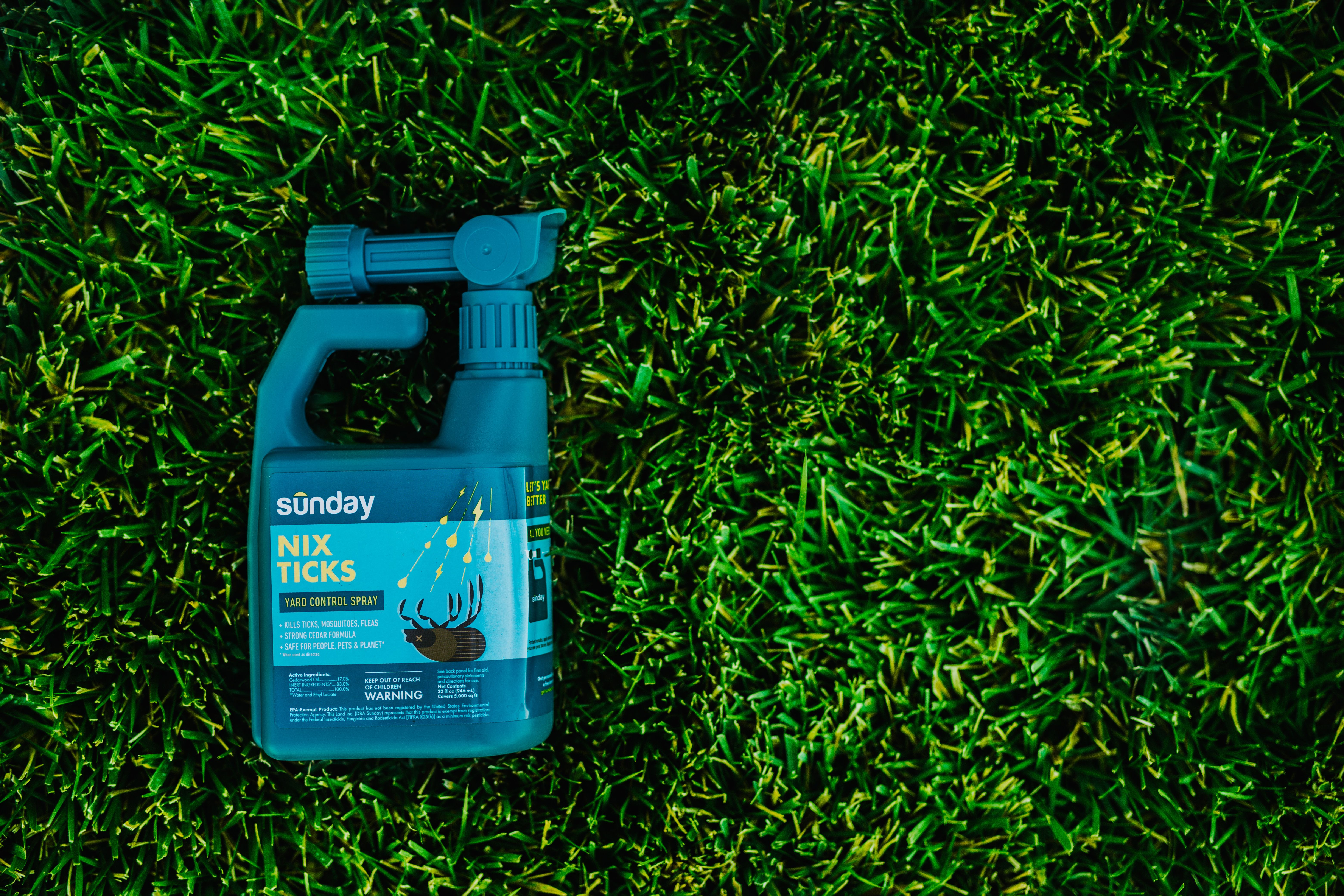 Closeup of Sunday Nix Ticks on a lawn