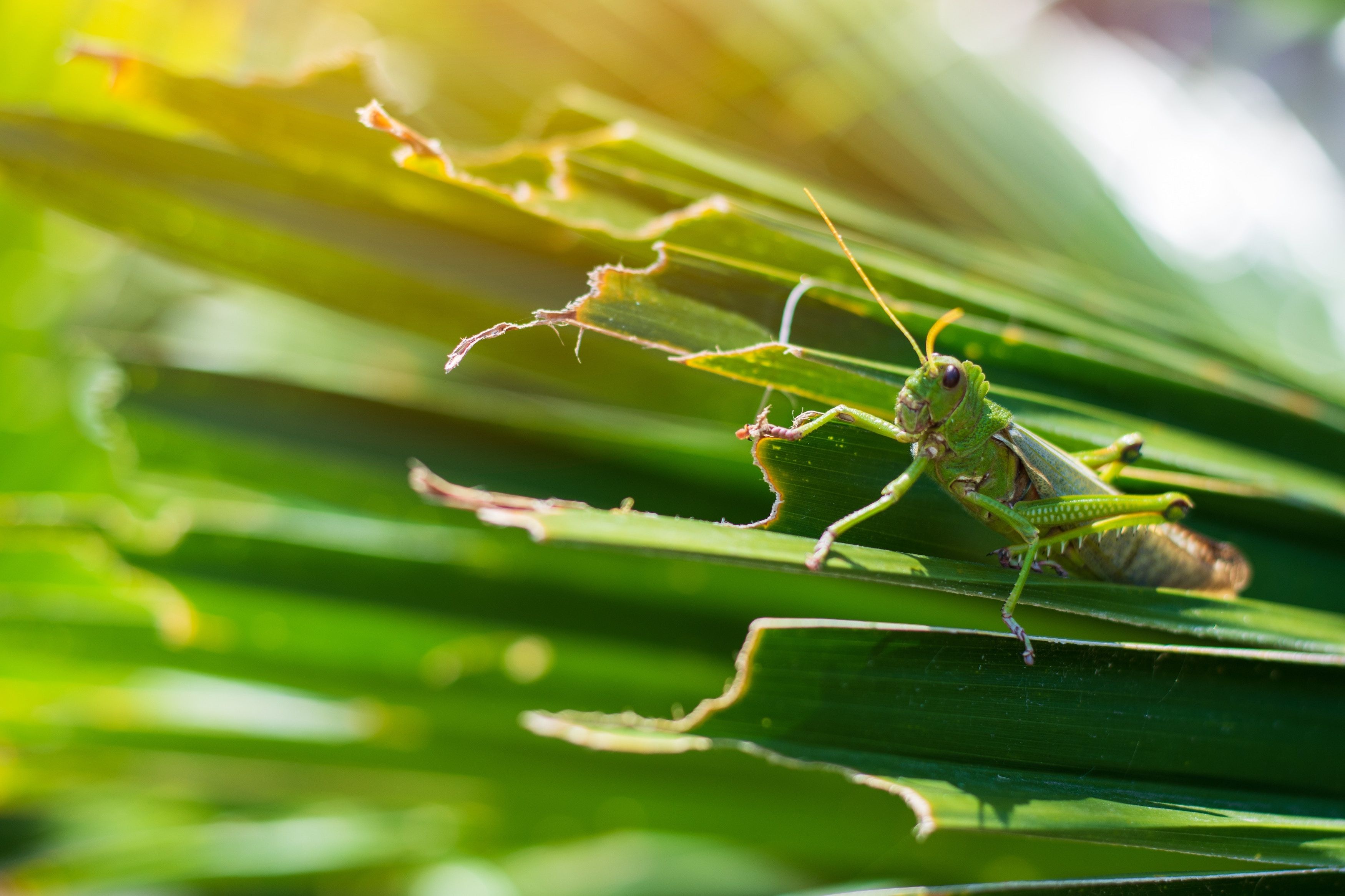 close-up of a grasshopper on a leaf