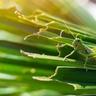 close-up of a grasshopper on a leaf