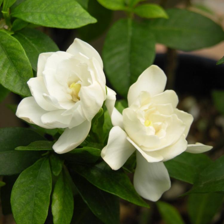 August Beauty Gardenia Bloom