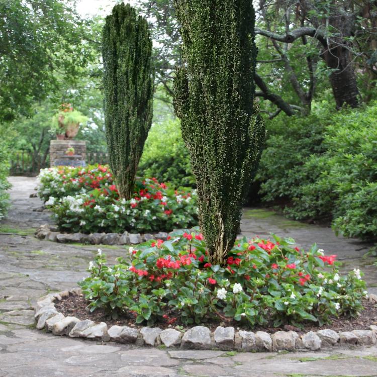 Sky Pencil Holly Landscape