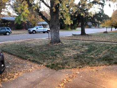 After mulching fall leaves