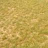 lawn disease
