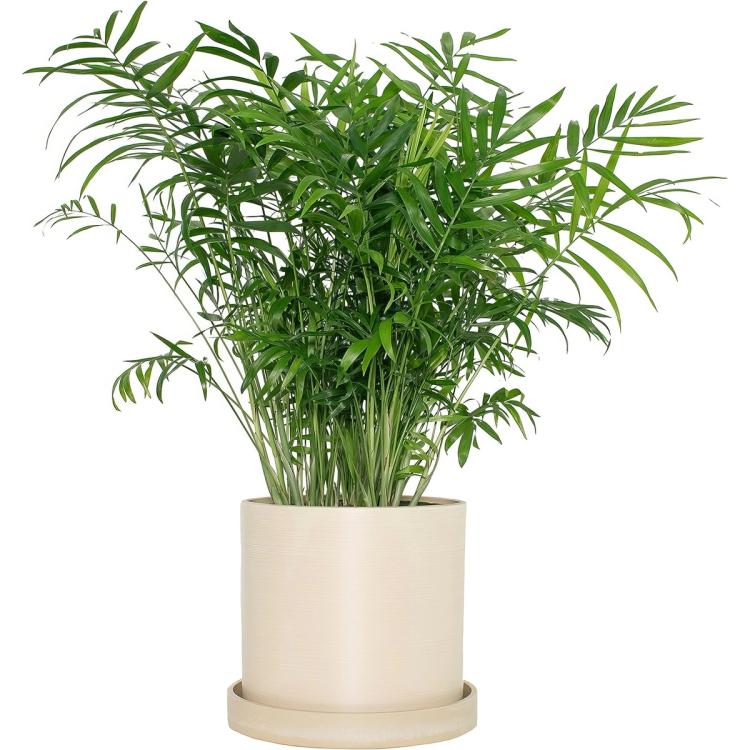 7" cream hyde pot with parlor palm planted in it