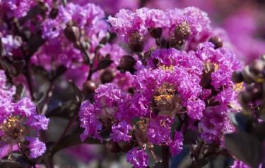 Purely Purple Black Diamond Crape Myrtle