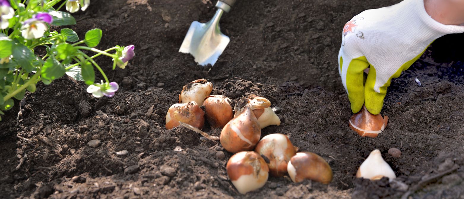 Gardener planting summer bulbs
