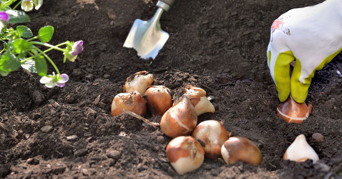 How to Plant Summer Bulbs Sunday Lawn Care