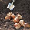 Gardener planting summer bulbs