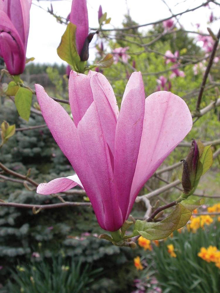 Galaxy Magnolia Tree Bloom
