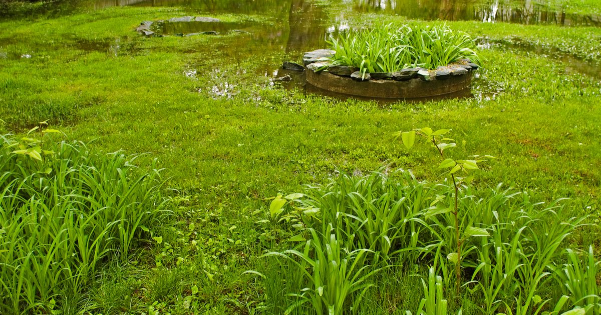 How to Test Soil Drainage Sunday Lawn Care