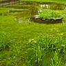 Poor soil drainage in the lawn