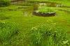 Poor soil drainage in the lawn