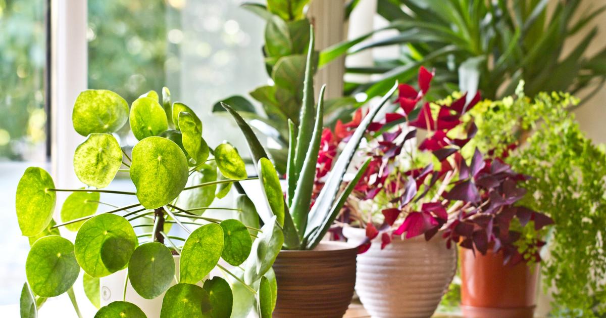 Easy Indoor Plants | Sunday Lawn Care