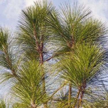 Longleaf Pine Tree