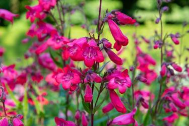 pink penstemon
