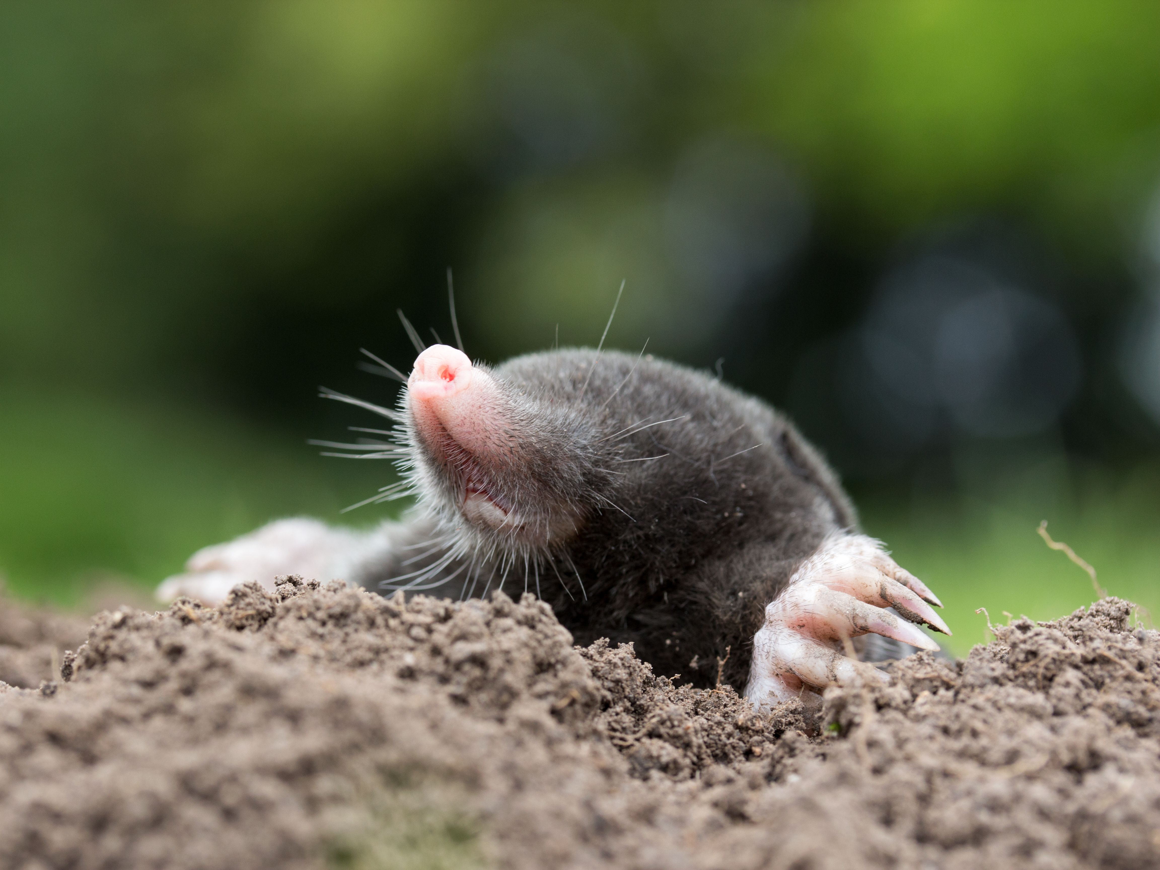 A mole emerging from the ground
