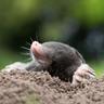 A mole emerging from the ground