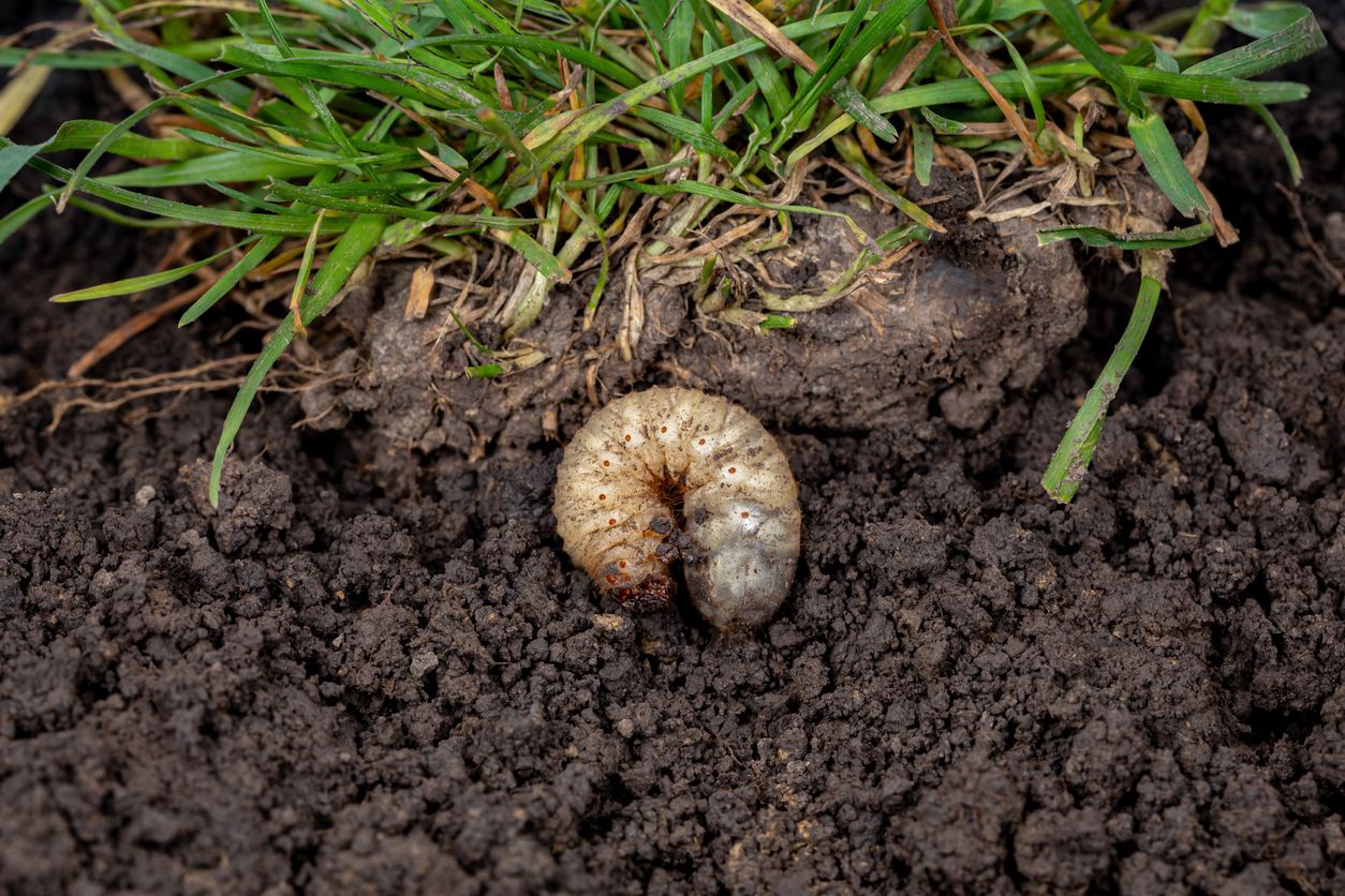 A white lawn grub in soil
