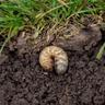 A white lawn grub in soil