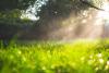 Golden sunlight hitting a fine mist of water as it feeds a green spring lawn.