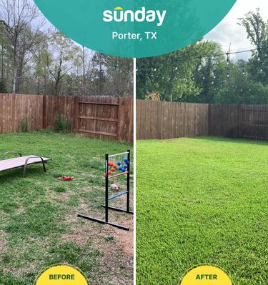 Before and after of Sunday seeding in a Texas yard: from patchy grass and toys to a thriving green space under string lights.
