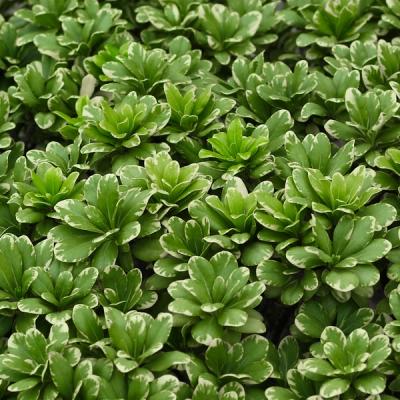 Variegated Pittosporum Closeup