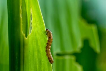 Fall armyworms