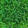 Close-up aerial view of zoysiagrass.