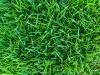 Close-up aerial view of zoysiagrass.