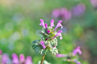 Henbit