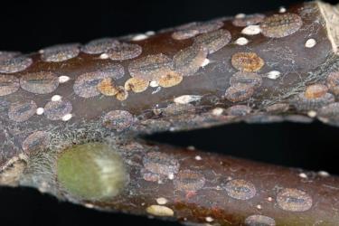 Close up image of of scale on a branch in the garden