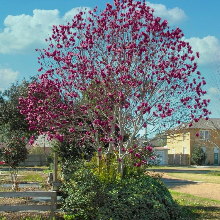 Genie Magnolia Tree Landscape