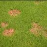 Zoomed-out image of red thread disease on a lawn