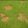 Zoomed-out image of red thread disease on a lawn