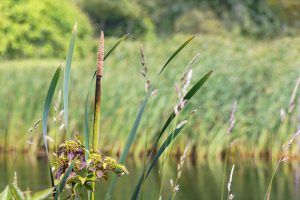 Rushes in landscape