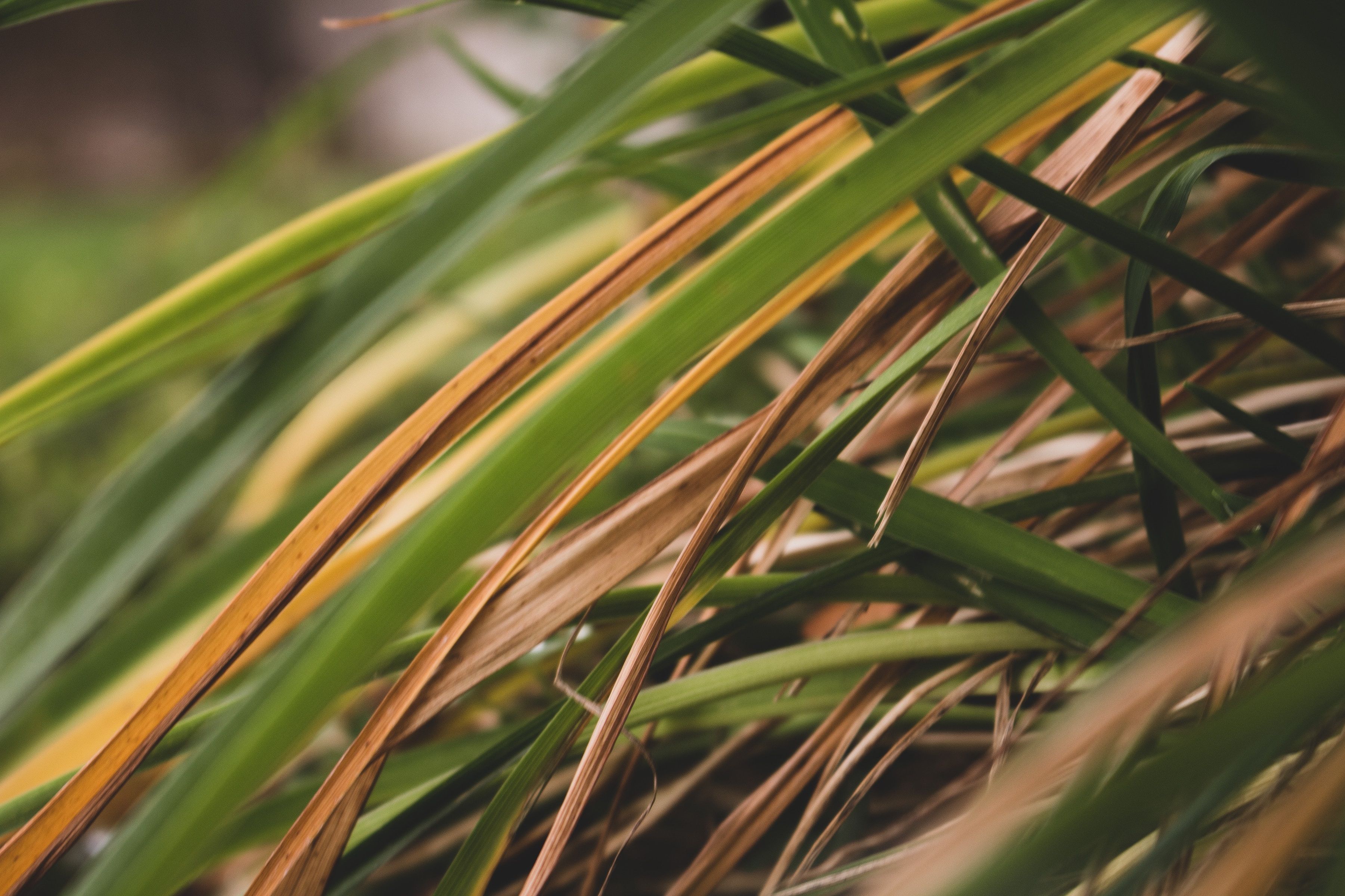 Lawn disease in grass