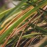 Lawn disease in grass